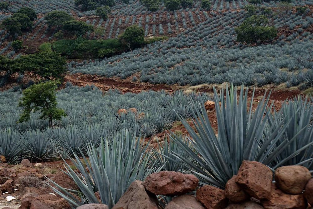A field of Blue Weber agave plants under the sun in Jalisco, Mexico.