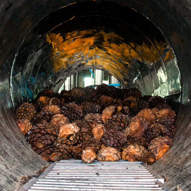 Agave piñas being cooked in a traditional brick oven.