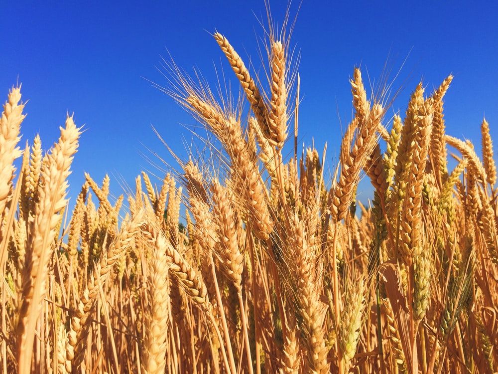 Close-up of 6-row barley used in Indian single malt production.